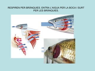 RESPIREN PER BRÀNQUIES. ENTRA L’AIGUA PER LA BOCA I SURT PER LES BRÀNQUIES. 