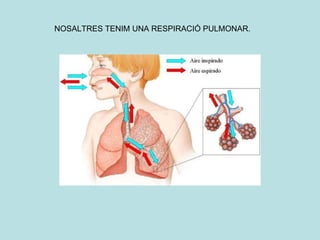 NOSALTRES TENIM UNA RESPIRACIÓ PULMONAR. 