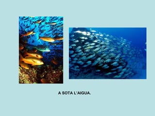 A SOTA L’AIGUA.  