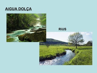 AiGUA DOLÇA RiUS 