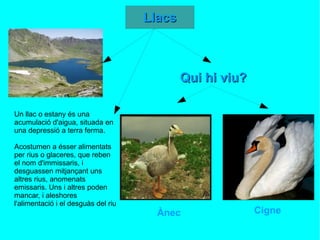 Un llac o estany és una acumulació d'aigua, situada en una depressió a terra ferma. Acostumen a ésser alimentats per rius o glaceres, que reben el nom d'immissaris, i desguassen mitjançant uns altres rius, anomenats emissaris. Uns i altres poden mancar, i aleshores l'alimentació i el desguàs del riu  Qui hi viu? Cigne Ànec 
