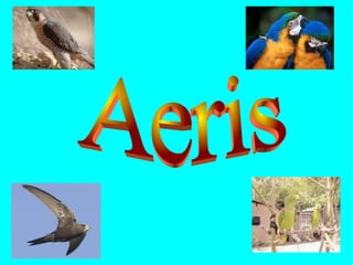 ÀERIS Aeris  