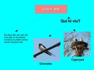 Els llocs alts son part del mon,allà on les éssers humans no poden arribar  sense transport aeri.  Qui hi viu?  Cigonyes Oronetes 