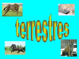 terrestres 