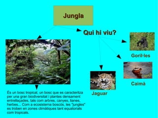És un bosc tropical, un bosc que es caracteritza per una gran biodiversitat i plantes densament entrellaçades, tals com arbres, canyes, lianes, herbes... Com a ecosistema boscós, les "jungles" es troben en zones climàtiques tant equatorials com tropicals. Qui hi viu? Goril·les Caimà Jaguar 