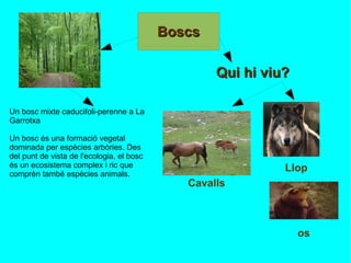 Un bosc mixte caducifoli-perenne a La Garrotxa Un bosc és una formació vegetal dominada per espècies arbòries. Des del punt de vista de l'ecologia, el bosc és un ecosistema complex i ric que comprèn també espècies animals. Qui hi viu? Llop Cavalls os 