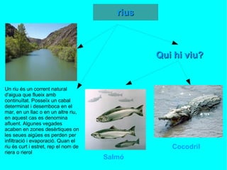 Un riu és un corrent natural d'aigua que flueix amb continuïtat. Posseïx un cabal determinat i desemboca en el mar, en un llac o en un altre riu, en aquest cas es denomina afluent. Algunes vegades acaben en zones desèrtiques on les seues aigües es perden per infiltració i evaporació. Quan el riu és curt i estret, rep el nom de riera o rierol Qui hi viu? Cocodril Salmó 
