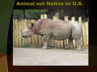 Animal not Native to U.S.