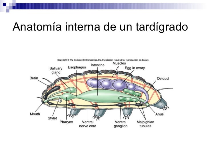 Morfología de un tardígrado