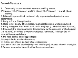 General Characters:
1. Commonly known as velvet worms or walking worms.
[Peripatus. (Gk. Peripatos = walking about; Gk. Peripatein = to walk about,
stroller).
2. Bilaterally symmetrical, metamerically segmented and protostomous
coelomates.
3. Body soft and Caterpillar-like.
4. Head is not clearly differentiated. Tagmatization is not well pronounced.
5. Body may grow from 5 mm to 15 cm in length (e.g., Peripatopsis torquatus).
6. Externally the segmentation is denoted only by the presence of short paired
(14-13 pairs) un-jointed stumpy walking legs (lobopods). The legs are ter-
minated into curved claws
7. The head bears 3 paired appendages:
(i) One pair fleshy annulated antennae
(ii) A single pair of jaws (2nd pair of appendages) and
(iii) a pair of short oral papillae (3rd pair of appendages), situated adjacent to the jaws.
8. Eyes are represented by ocelli rather than compound eyes.
 