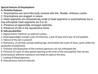 Special Features of Onychophora
A. Primitive features:
1. Onychophora are worm-like body covered with thin, flexible, chitinous cuticle.
2. Onychophora are sluggish in nature.
3. Head segments are comparatively small (3 head segments in onychophores but in
true arthropods head segments are 5 or 6).
4. Presence of segmentally arranged nephridia.
5. Presence of cilia in the reproductive tracts.
B. Sole peculiarities:
1. Segmentation indistinct on external surface.
2. Head appendages include a pair of antennae, a pair of jaws and a pair of oral papillae.
3. Texture of the skin is present.
4. Numerous, un-jointed, stumpy walking legs, terminated into a pair of claws, quite unlike the
parapodia of polychaeta.
5. Tracheae and disposition of the tracheal apertures are not arthropod-like.
6. Presence of a pair of slime glands opening at the ends of the oral papillae that secrete
proteinaceous adhesive substance and helps to capture the prey.
7. Lacking of blood pigments.
8. Subcutaneous haemal channels.
 