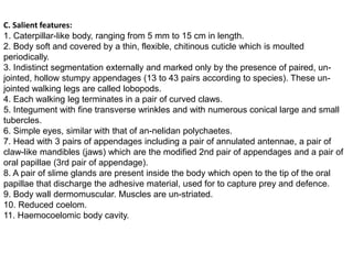 C. Salient features:
1. Caterpillar-like body, ranging from 5 mm to 15 cm in length.
2. Body soft and covered by a thin, flexible, chitinous cuticle which is moulted
periodically.
3. Indistinct segmentation externally and marked only by the presence of paired, un-
jointed, hollow stumpy appendages (13 to 43 pairs according to species). These un-
jointed walking legs are called lobopods.
4. Each walking leg terminates in a pair of curved claws.
5. Integument with fine transverse wrinkles and with numerous conical large and small
tubercles.
6. Simple eyes, similar with that of an-nelidan polychaetes.
7. Head with 3 pairs of appendages including a pair of annulated antennae, a pair of
claw-like mandibles (jaws) which are the modified 2nd pair of appendages and a pair of
oral papillae (3rd pair of appendage).
8. A pair of slime glands are present inside the body which open to the tip of the oral
papillae that discharge the adhesive material, used for to capture prey and defence.
9. Body wall dermomuscular. Muscles are un-striated.
10. Reduced coelom.
11. Haemocoelomic body cavity.
 