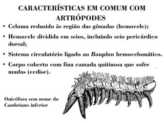 CARACTERÍSTICAS EM COMUM COM 
ARTRÓPODES 
● Celoma reduzido às região das gônadas (hemocele); 
● Hemocele dividida em seios, incluindo seio pericárdico 
dorsal; 
● Sistema circulatório ligado ao Bauplan hemocelomático. 
● Corpo coberto com fina camada quitinosa que sofre 
mudas (ecdise). 
Onicófora sem nome do 
Cambriano inferior 
 