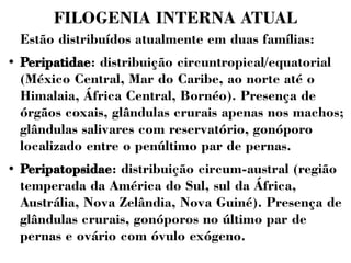 FILOGENIA INTERNA ATUAL 
Estão distribuídos atualmente em duas famílias: 
● Peripatidae: distribuição circuntropical/equatorial 
(México Central, Mar do Caribe, ao norte até o 
Himalaia, África Central, Bornéo). Presença de 
órgãos coxais, glândulas crurais apenas nos machos; 
glândulas salivares com reservatório, gonóporo 
localizado entre o penúltimo par de pernas. 
● Peripatopsidae: distribuição circum-austral (região 
temperada da América do Sul, sul da África, 
Austrália, Nova Zelândia, Nova Guiné). Presença de 
glândulas crurais, gonóporos no último par de 
pernas e ovário com óvulo exógeno. 
 