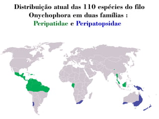 Distribuição atual das 110 espécies do filo 
Onychophora em duas famílias : 
Peripatidae e Peripatopsidae 
 