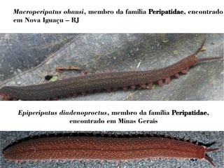 Macroperipatus ohausi, membro da família Peripatidae, encontrado 
em Nova Iguaçu – RJ 
Epiperipatus diadenoproctus, membro da família Peripatidae, 
encontrado em Minas Gerais 
 