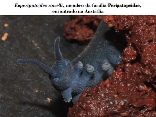Euperipatoides rowelli, membro da família Peripatopsidae, 
encontrado na Austrália 
 