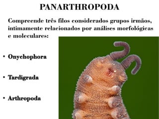 PANARTHROPODA 
Compreende três filos considerados grupos irmãos, 
intimamente relacionados por análises morfológicas 
e moleculares: 
● Onychophora 
● Tardigrada 
● Arthropoda 
 