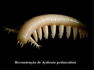Reconstrução de Aysheaia pedunculata 
 