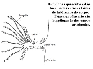 Os muitos espiráculos estão 
localizados entre as faixas 
de tubérculos do corpo. 
Estas traquéias não são 
homólogas às dos outros 
artrópodes. 
 
