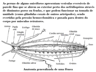 As pernas de alguns onicóforos apresentam vesículas eversíveis de 
parede fina que se abrem ao exterior perto dos nefridiopóros através 
de diminutos poros ou fendas, e que podem funcionar na tomada de 
umidade (como glândulas coxais de outros artrópodes), sendo 
evertidas pela pressão hemocelomática e puxada para dentro do 
corpo por músculos retratores. 
Anatomia generalizada de uma fêmea 
 