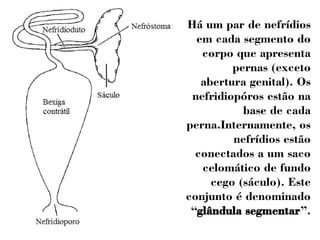 Há um par de nefrídios 
em cada segmento do 
corpo que apresenta 
pernas (exceto 
abertura genital). Os 
nefridiopóros estão na 
base de cada 
perna.Internamente, os 
nefrídios estão 
conectados a um saco 
celomático de fundo 
cego (sáculo). Este 
conjunto é denominado 
“glândula segmentar”. 
 