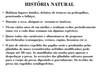 HISTÓRIA NATURAL 
● Habitam lugares úmidos, debaixo de troncos ou pedregulhos, 
peneirando o folhiço; 
● Durante a seca, abrigam-se tornam-se inativos; 
● Vivem vários anos (6 em média) e realizam ecdise periodicamente 
(uma vez a cada duas semanas em algumas espécies); 
● Quase todos são carnívoros e alimentam-se de pequenos 
invertebrados (caranguejos, vermes, cupins, besouros etc.); 
● O jato de adesivo expelido das papilas orais e produzidas pelas 
glândulas de muco (consideradas nefrídios modificados) pode 
chegar até 30 cm). As mandíbulas são usadas para agarrar e 
despedaçar a presa. As secreções das glândulas salivares passam 
para o corpo da presa, digerindo-o parcialmente. Os tecidos da 
presa são engolidos semiliquefeitos. 
 