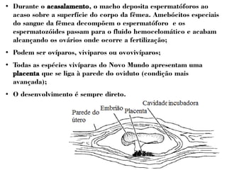 ● Durante o acasalamento, o macho deposita espermatóforos ao 
acaso sobre a superfície do corpo da fêmea. Amebócitos especiais 
do sangue da fêmea decompõem o espermatóforo e os 
espermatozóides passam para o fluido hemocelomático e acabam 
alcançando os ovários onde ocorre a fertilização; 
● Podem ser ovíparos, viviparos ou ovovivíparos; 
● Todas as espécies vivíparas do Novo Mundo apresentam uma 
placenta que se liga à parede do oviduto (condição mais 
avançada); 
● O desenvolvimento é sempre direto. 
 