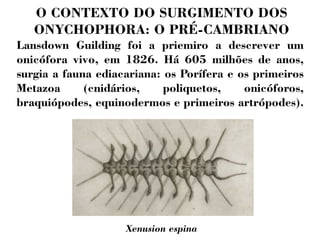 O CONTEXTO DO SURGIMENTO DOS 
ONYCHOPHORA: O PRÉ-CAMBRIANO 
Lansdown Guilding foi a priemiro a descrever um 
onicófora vivo, em 1826. Há 605 milhões de anos, 
surgia a fauna ediacariana: os Porífera e os primeiros 
Metazoa (cnidários, poliquetos, onicóforos, 
braquiópodes, equinodermos e primeiros artrópodes). 
Xenusion espina 
 