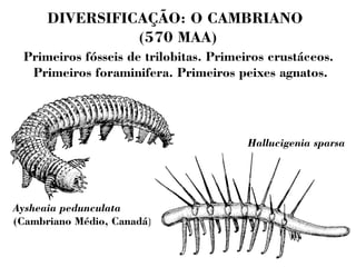 DIVERSIFICAÇÃO: O CAMBRIANO 
(570 MAA) 
Primeiros fósseis de trilobitas. Primeiros crustáceos. 
Primeiros foraminifera. Primeiros peixes agnatos. 
Aysheaia pedunculata 
(Cambriano Médio, Canadá) 
Hallucigenia sparsa 
 
