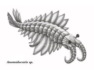 Anomalocaris sp. 
 