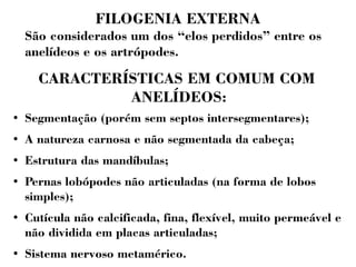 FILOGENIA EXTERNA 
São considerados um dos “elos perdidos” entre os 
anelídeos e os artrópodes. 
CARACTERÍSTICAS EM COMUM COM 
ANELÍDEOS: 
● Segmentação (porém sem septos intersegmentares); 
● A natureza carnosa e não segmentada da cabeça; 
● Estrutura das mandíbulas; 
● Pernas lobópodes não articuladas (na forma de lobos 
simples); 
● Cutícula não calcificada, fina, flexível, muito permeável e 
não dividida em placas articuladas; 
● Sistema nervoso metamérico. 
 
