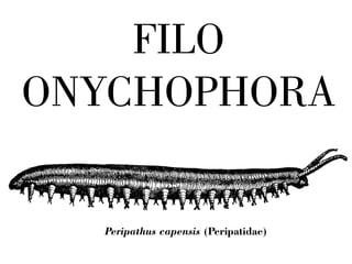 FILO 
ONYCHOPHORA 
Peripathus capensis (Peripatidae) 
 