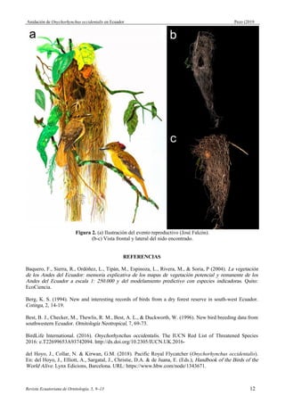 Anidación de Onychorhynchus occidentalis en Ecuador Pezo (2019
Figura 2. (a) Ilustración del evento reproductivo (José Falcón).
(b-c) Vista frontal y lateral del nido encontrado.
REFERENCIAS
Baquero, F., Sierra, R., Ordóñez, L., Tipán, M., Espinoza, L., Rivera, M., & Soria, P (2004). La vegetación
de los Andes del Ecuador: memoria explicativa de los mapas de vegetación potencial y remanente de los
Andes del Ecuador a escala 1: 250.000 y del modelamiento predictivo con especies indicadoras. Quito:
EcoCiencia.
Berg, K. S. (1994). New and interesting records of birds from a dry forest reserve in south-west Ecuador.
Cotinga, 2, 14-19.
Best, B. J., Checker, M., Thewlis, R. M., Best, A. L., & Duckworth, W. (1996). New bird breeding data from
southwestern Ecuador. Ornitología Neotropical, 7, 69-73.
BirdLife International. (2016). Onychorhynchus occidentalis. The IUCN Red List of Threatened Species
2016: e.T22699653A93742094. http://dx.doi.org/10.2305/IUCN.UK.2016-
del Hoyo, J., Collar, N. & Kirwan, G.M. (2018). Pacific Royal Flycatcher (Onychorhynchus occidentalis).
En: del Hoyo, J., Elliott, A., Sargatal, J., Christie, D.A. & de Juana, E. (Eds.), Handbook of the Birds of the
World Alive. Lynx Edicions, Barcelona. URL: https://www.hbw.com/node/1343671.
Revista Ecuatoriana de Ornitología, 5, 9–13 12
 