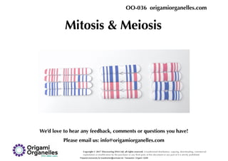 Mitosis & Meiosis
We’d love to hear any feedback, comments or questions you have!
Please email us: info@origamiorganelles.com
Copyright © 2017 Discovering DNA Ltd, all rights reserved. Unauthorised distribution, copying, downloading, commercial
exploitation or modification by the purchaser or any third party of this document or any part of it is strictly prohibited.
OO-036 origamiorganelles.com
Prepared exclusively for krautkremer@comcast.net Transaction: Origami 12299
 