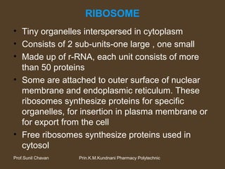Prin.K.M.Kundnani Pharmacy PolytechnicProf.Sunil Chavan
RIBOSOME
• Tiny organelles interspersed in cytoplasm
• Consists of 2 sub-units-one large , one small
• Made up of r-RNA, each unit consists of more
than 50 proteins
• Some are attached to outer surface of nuclear
membrane and endoplasmic reticulum. These
ribosomes synthesize proteins for specific
organelles, for insertion in plasma membrane or
for export from the cell
• Free ribosomes synthesize proteins used in
cytosol
 