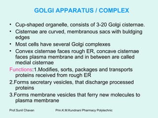 Prin.K.M.Kundnani Pharmacy PolytechnicProf.Sunil Chavan
GOLGI APPARATUS / COMPLEX
• Cup-shaped organelle, consists of 3-20 Golgi cisternae.
• Cisternae are curved, membranous sacs with buldging
edges
• Most cells have several Golgi complexes
• Convex cisternae faces rough ER, concave cisternae
faces plasma membrane and in between are called
medial cisternae
Functions:1.Modifies, sorts, packages and transports
proteins received from rough ER
2.Forms secretary vesicles, that discharge processed
proteins
3.Forms membrane vesicles that ferry new molecules to
plasma membrane
 