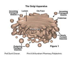 Prof.Sunil Chavan Prin.K.M.Kundnani Pharmacy Polytechnic
 