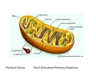 Prof.Sunil Chavan Prin.K.M.Kundnani Pharmacy Polytechnic
 