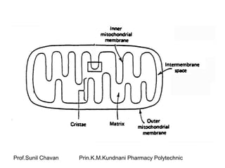 Prof.Sunil Chavan Prin.K.M.Kundnani Pharmacy Polytechnic
 