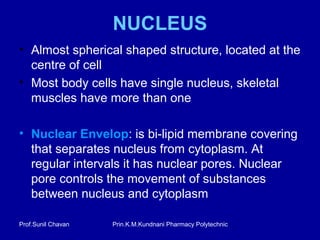 Prin.K.M.Kundnani Pharmacy PolytechnicProf.Sunil Chavan
NUCLEUS
• Almost spherical shaped structure, located at the
centre of cell
• Most body cells have single nucleus, skeletal
muscles have more than one
• Nuclear Envelop: is bi-lipid membrane covering
that separates nucleus from cytoplasm. At
regular intervals it has nuclear pores. Nuclear
pore controls the movement of substances
between nucleus and cytoplasm
 