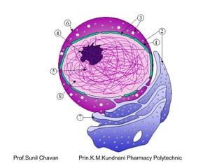 Prof.Sunil Chavan Prin.K.M.Kundnani Pharmacy Polytechnic
 