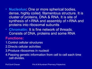 Prin.K.M.Kundnani Pharmacy PolytechnicProf.Sunil Chavan
• Nucleolus: One or more spherical bodies,
dense, highly coiled, filamentous structure. It is
cluster of proteins, DNA & RNA. It is site of
synthesis of r-RNA and assembly of r-RNA and
proteins into ribosomal subunits
• Chromatin: It is fine network of threads.
Consists of DNA, proteins and some RNA
Functions:
1.Control cellular structures
2.Directs cellular activities
3.Produce ribosomes in nucleoli
4.Passing genetic information from cell to cell each time
cell divides.
 