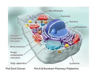 Prof.Sunil Chavan Prin.K.M.Kundnani Pharmacy Polytechnic
 