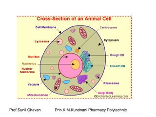 Prof.Sunil Chavan Prin.K.M.Kundnani Pharmacy Polytechnic
 