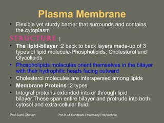 Prin.K.M.Kundnani Pharmacy PolytechnicProf.Sunil Chavan
Plasma Membrane
• Flexible yet sturdy barrier that surrounds and contains
the cytoplasm
Structure :
• The lipid-bilayer :2 back to back layers made-up of 3
types of lipid molecule-Phospholipids, Cholesterol and
Glycolipids
• Phospholipids molecules orient themselves in the bilayer
with their hydrophilic heads facing outward
• Cholesterol molecules are interspersed among lipids
• Membrane Proteins :2 types
• Integral proteins-extended into or through lipid
bilayer.These span entire bilayer and protrude into both
cytosol and extra-cellular fluid
 