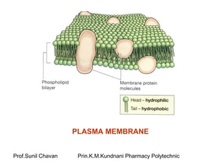 Prof.Sunil Chavan Prin.K.M.Kundnani Pharmacy Polytechnic
PLASMA MEMBRANE
 