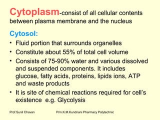 Prin.K.M.Kundnani Pharmacy PolytechnicProf.Sunil Chavan
Cytoplasm-consist of all cellular contents
between plasma membrane and the nucleus
Cytosol:
• Fluid portion that surrounds organelles
• Constitute about 55% of total cell volume
• Consists of 75-90% water and various dissolved
and suspended components. It includes
glucose, fatty acids, proteins, lipids ions, ATP
and waste products
• It is site of chemical reactions required for cell’s
existence e.g. Glycolysis
 