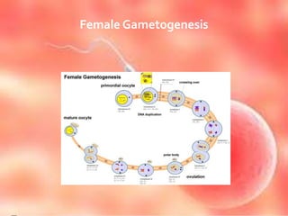 Female Gametogenesis
 