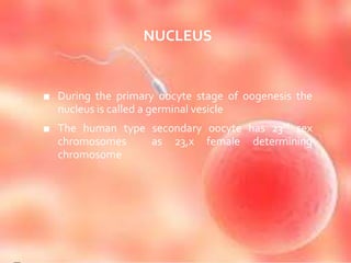 NUCLEUS
■ During the primary oocyte stage of oogenesis the
nucleus is called a germinal vesicle
■ The human type secondary oocyte has 23rd sex
chromosomes as 23,x female determining
chromosome
 
